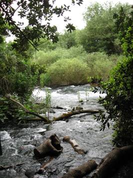 River in Tel Dan nature park