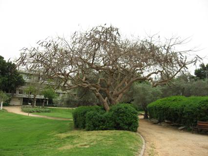 Tree in Weiszman Institute