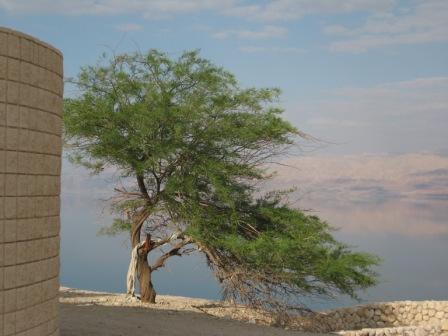 Boom bij de Dode Zee, met in de verte Jordanië
