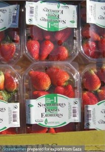 strawberrys-from-Gaza
