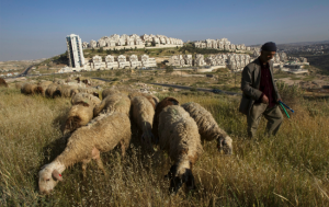 Een Palestijnse schaapsherder met op de achtergrond Har Homa.